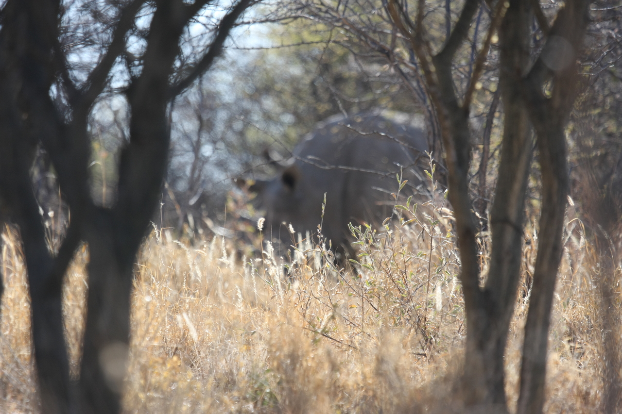 [4687] 2016_06_23_04_18_22_Africa_Canon_EOS_40D_IMG__08313.jpg