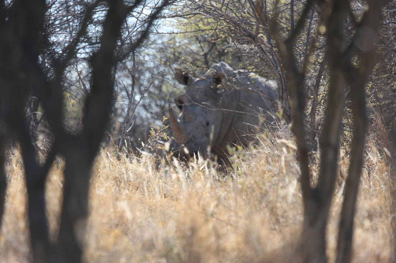 [4693] 2016_06_23_04_18_32_Africa_Canon_EOS_40D_IMG__08315.jpg