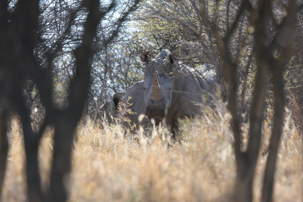 [4701] 2016_06_23_04_18_46_Africa_Canon_EOS_40D_IMG__08317.jpg