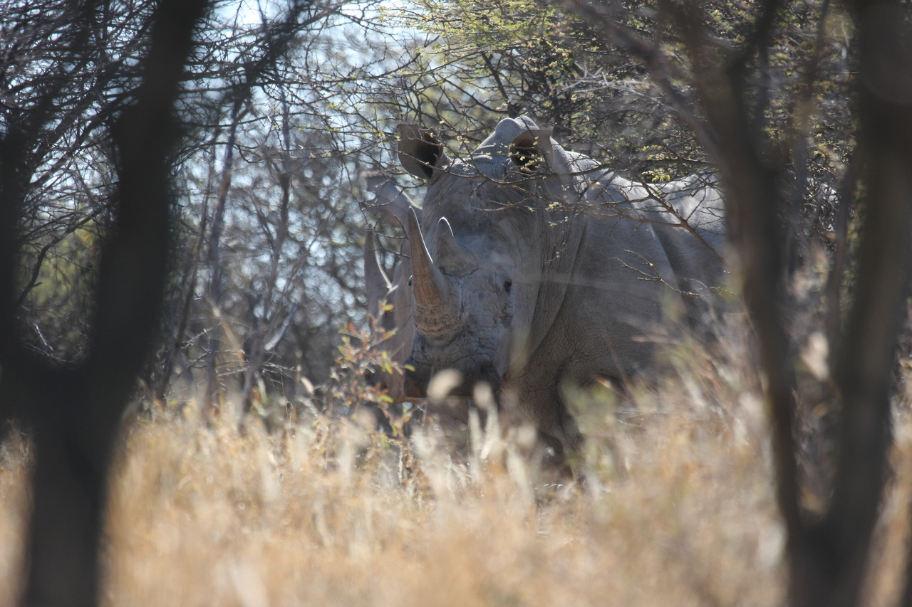 [4714] 2016_06_23_04_18_55_Africa_Canon_EOS_40D_IMG__08322.jpg