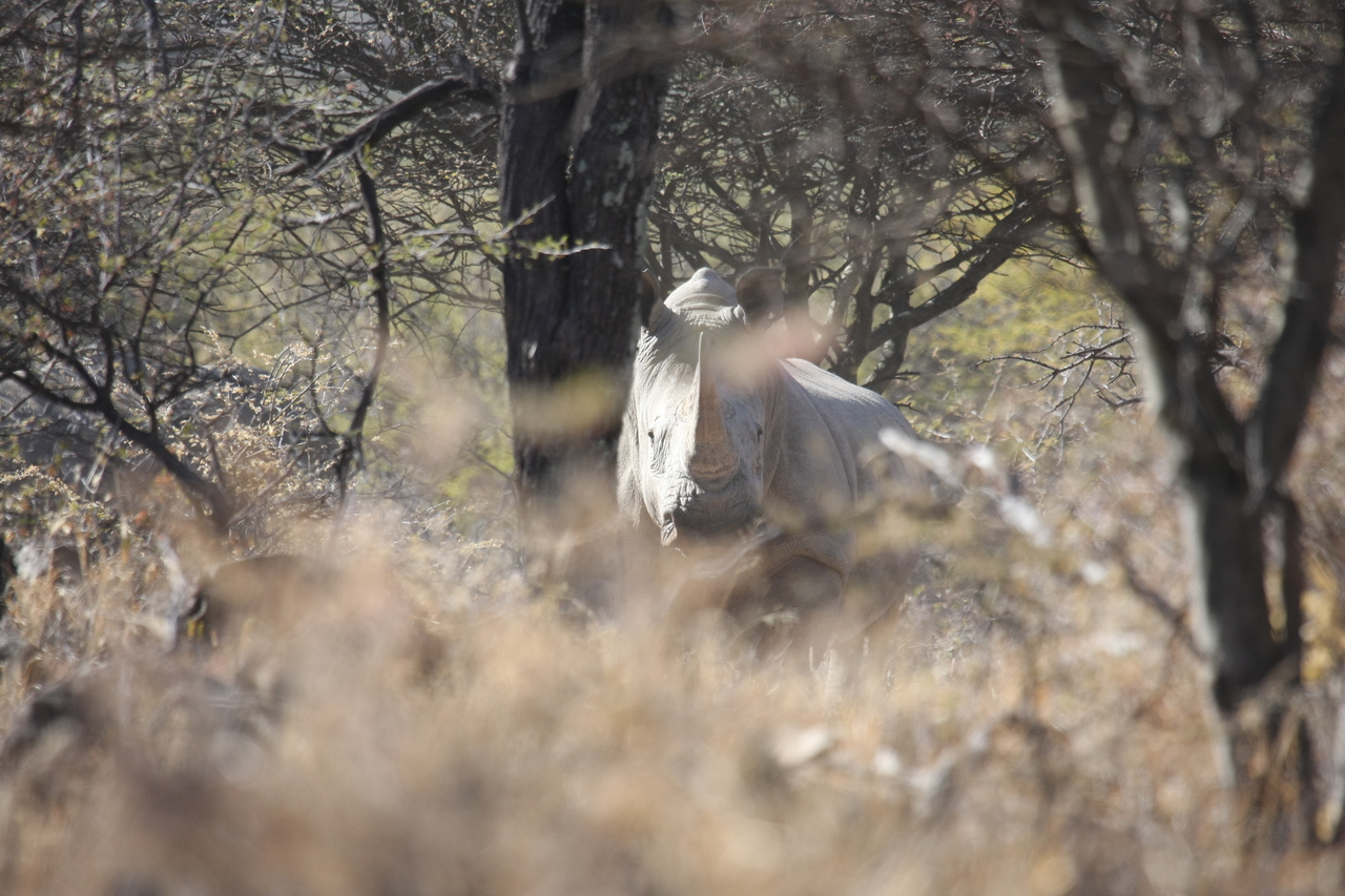 [4751] 2016_06_23_04_23_45_Africa_Canon_EOS_40D_IMG__08327.jpg
