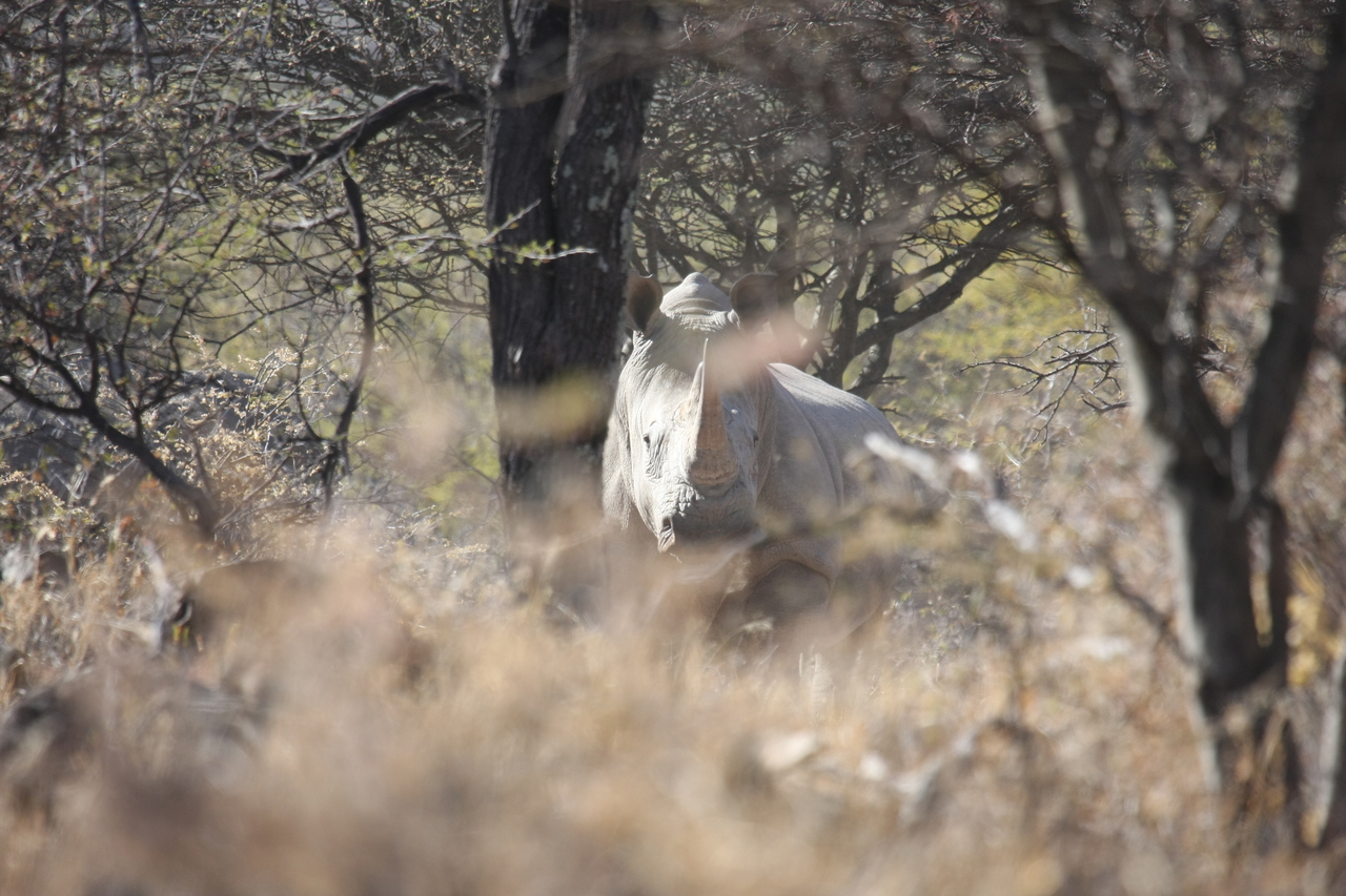 [4752] 2016_06_23_04_23_45_Africa_Canon_EOS_40D_IMG__08328.jpg