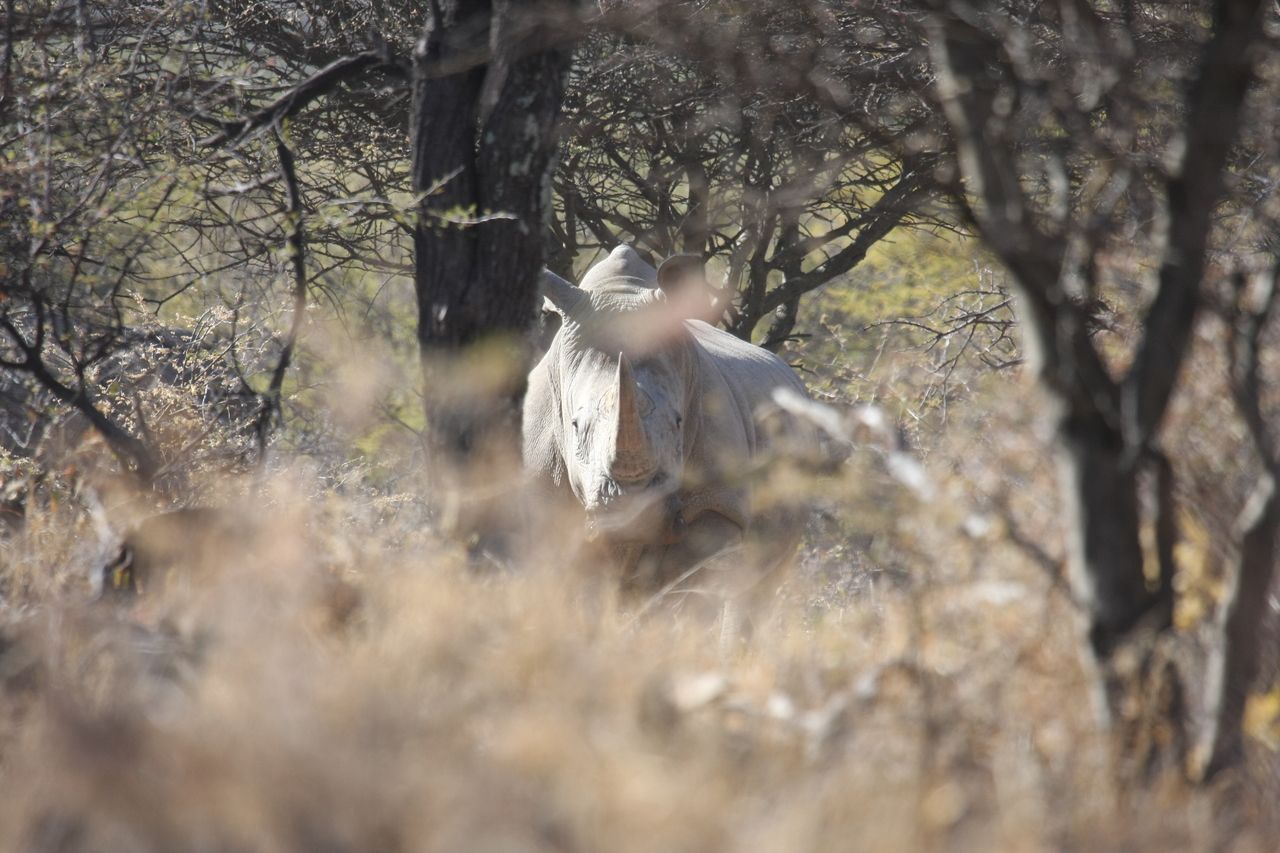 [4761] 2016_06_23_04_23_47_Africa_Canon_EOS_40D_IMG__08331.jpg
