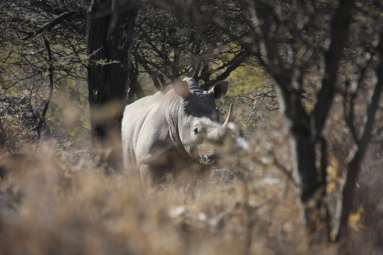 [4773] 2016_06_23_04_23_53_Africa_Canon_EOS_40D_IMG__00888.jpg