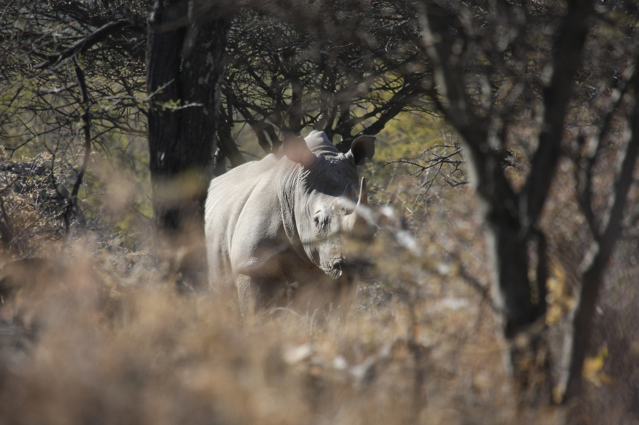 [4776] 2016_06_23_04_23_53_Africa_Canon_EOS_40D_IMG__08336.jpg