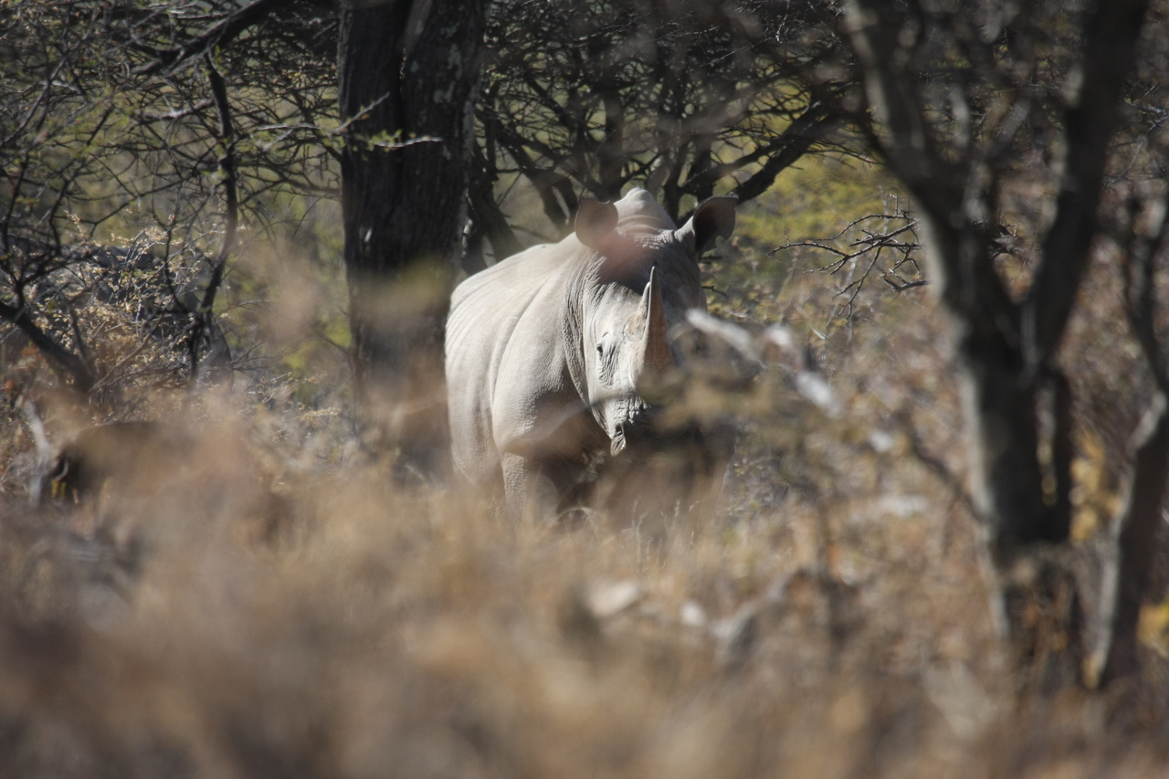 [4780] 2016_06_23_04_23_55_Africa_Canon_EOS_40D_IMG__00890.jpg