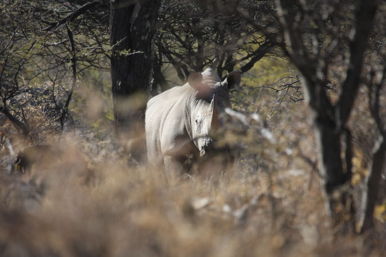 [4784] 2016_06_23_04_23_55_Africa_Canon_EOS_40D_IMG__08338.jpg