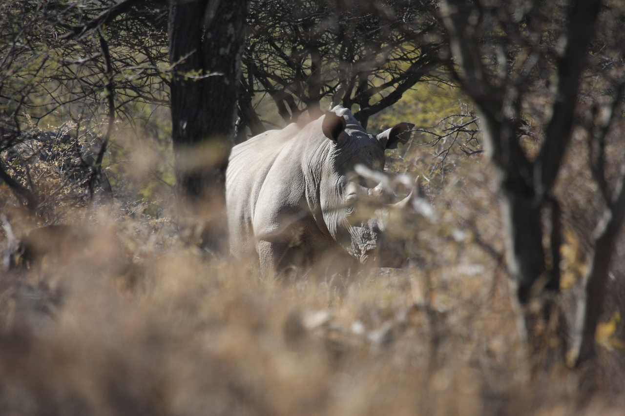 [4793] 2016_06_23_04_23_59_Africa_Canon_EOS_40D_IMG__08341.jpg