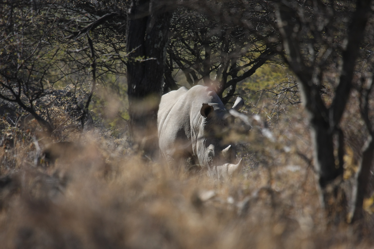 [4795] 2016_06_23_04_24_06_Africa_Canon_EOS_40D_IMG__00062.jpg