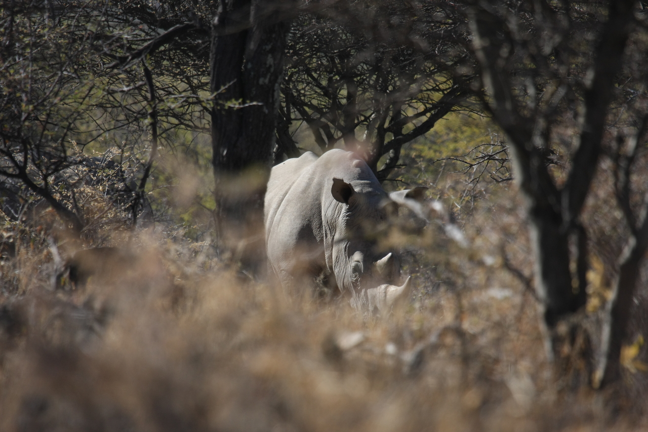 [4802] 2016_06_23_04_24_06_Africa_Canon_EOS_40D_IMG__08344.jpg