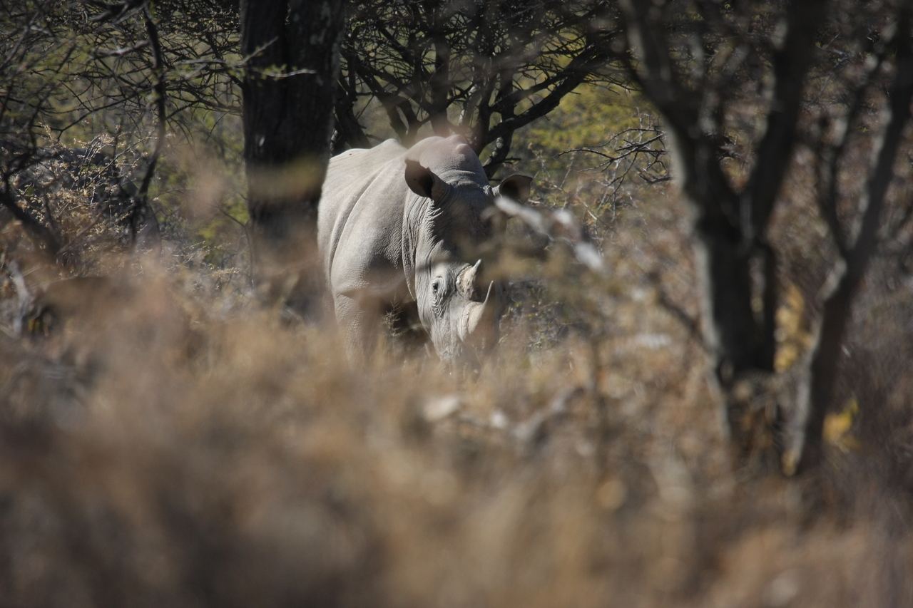 [4814] 2016_06_23_04_24_15_Africa_Canon_EOS_40D_IMG__08348.jpg