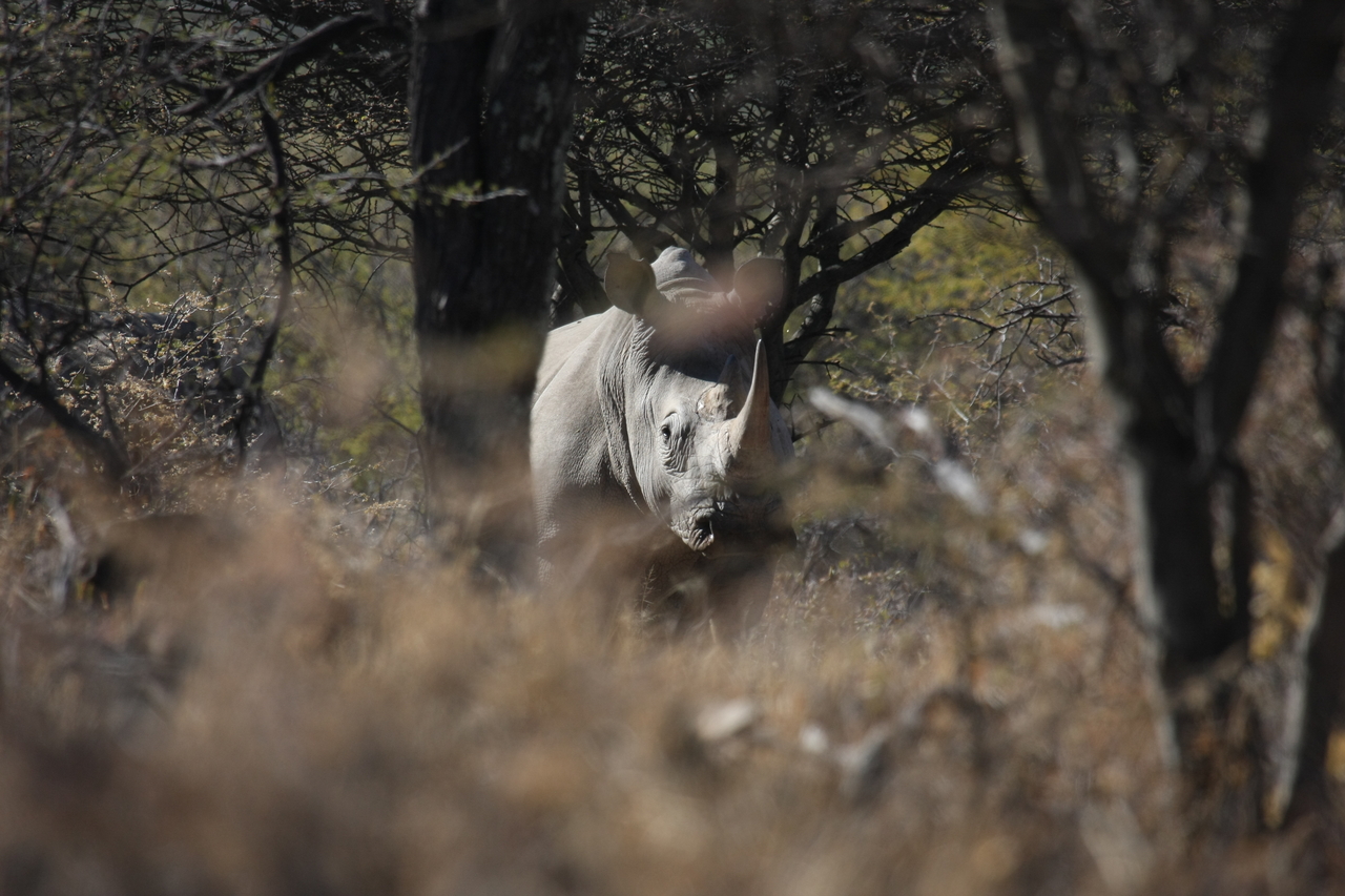 [4830] 2016_06_23_04_24_23_Africa_Canon_EOS_40D_IMG__08354.jpg