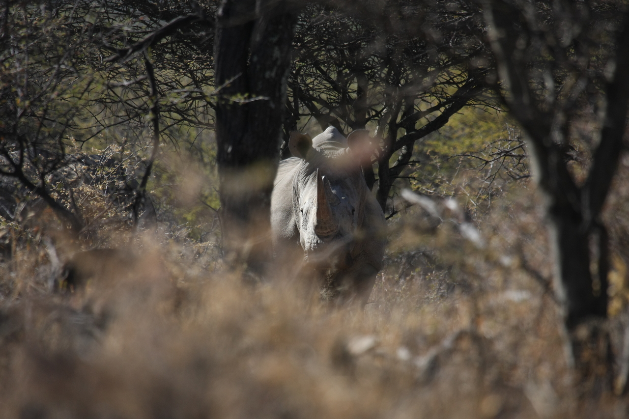 [4833] 2016_06_23_04_24_30_Africa_Canon_EOS_40D_IMG__00908.jpg