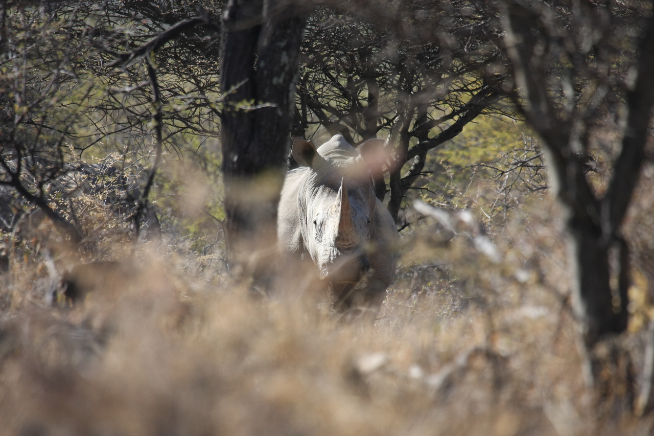 [4837] 2016_06_23_04_24_34_Africa_Canon_EOS_40D_IMG__00076.jpg