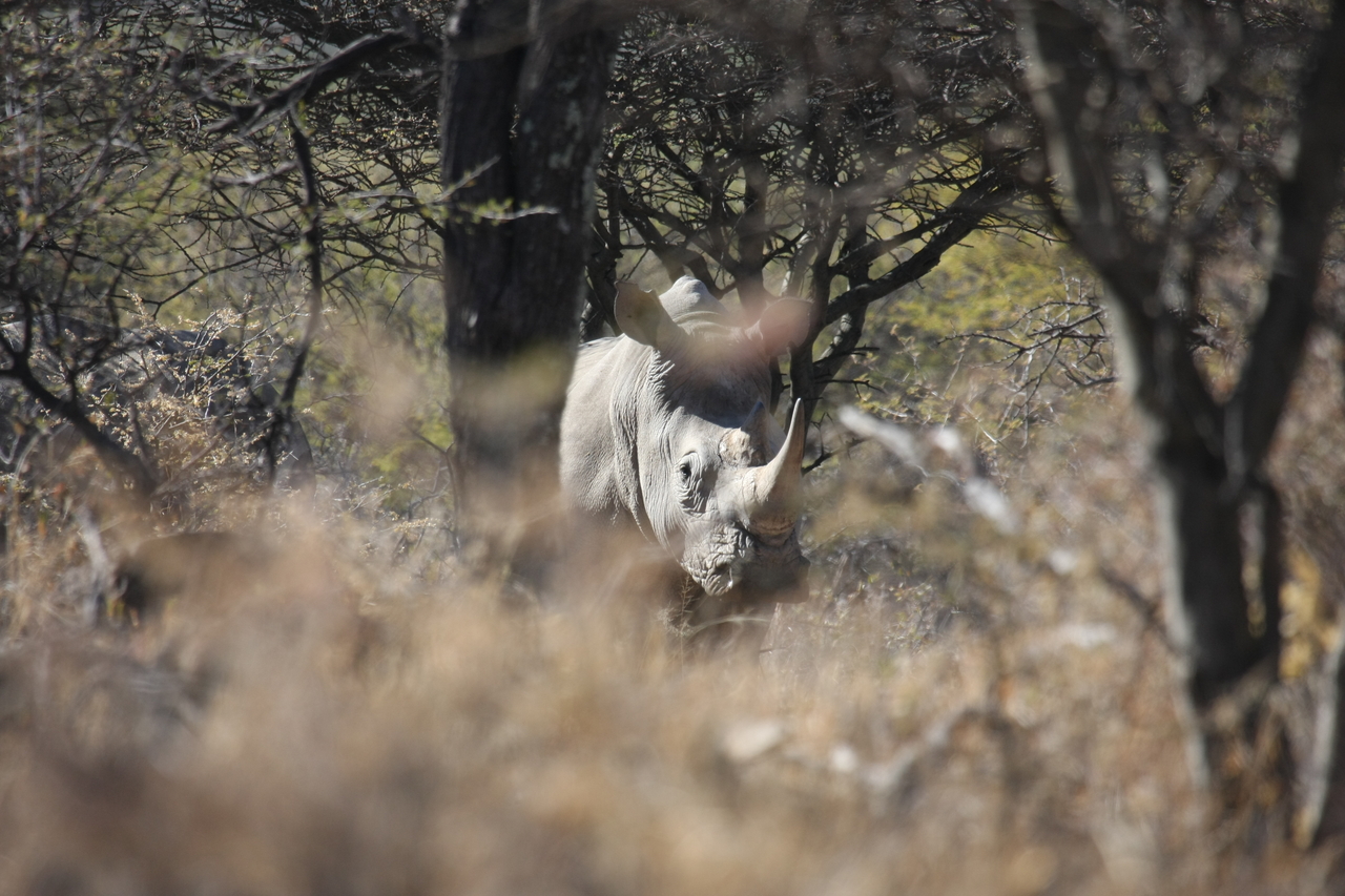 [4852] 2016_06_23_04_24_37_Africa_Canon_EOS_40D_IMG__00914.jpg