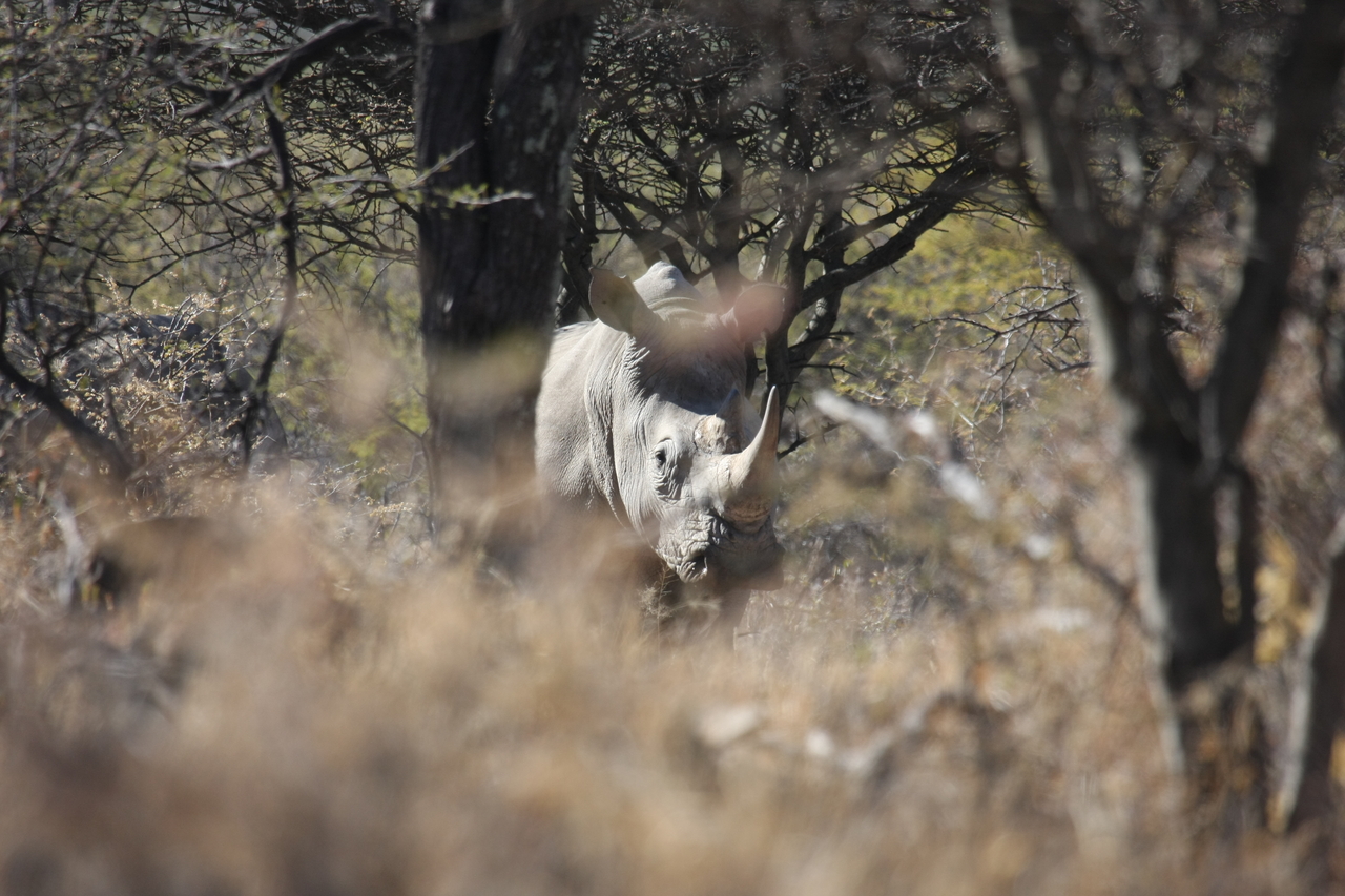 [4854] 2016_06_23_04_24_37_Africa_Canon_EOS_40D_IMG__00916.jpg