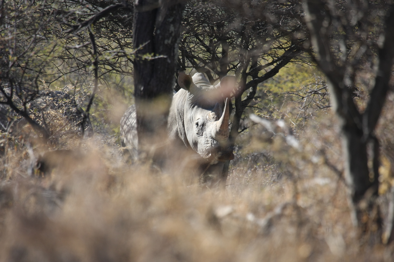 [4862] 2016_06_23_04_24_49_Africa_Canon_EOS_40D_IMG__00083.jpg