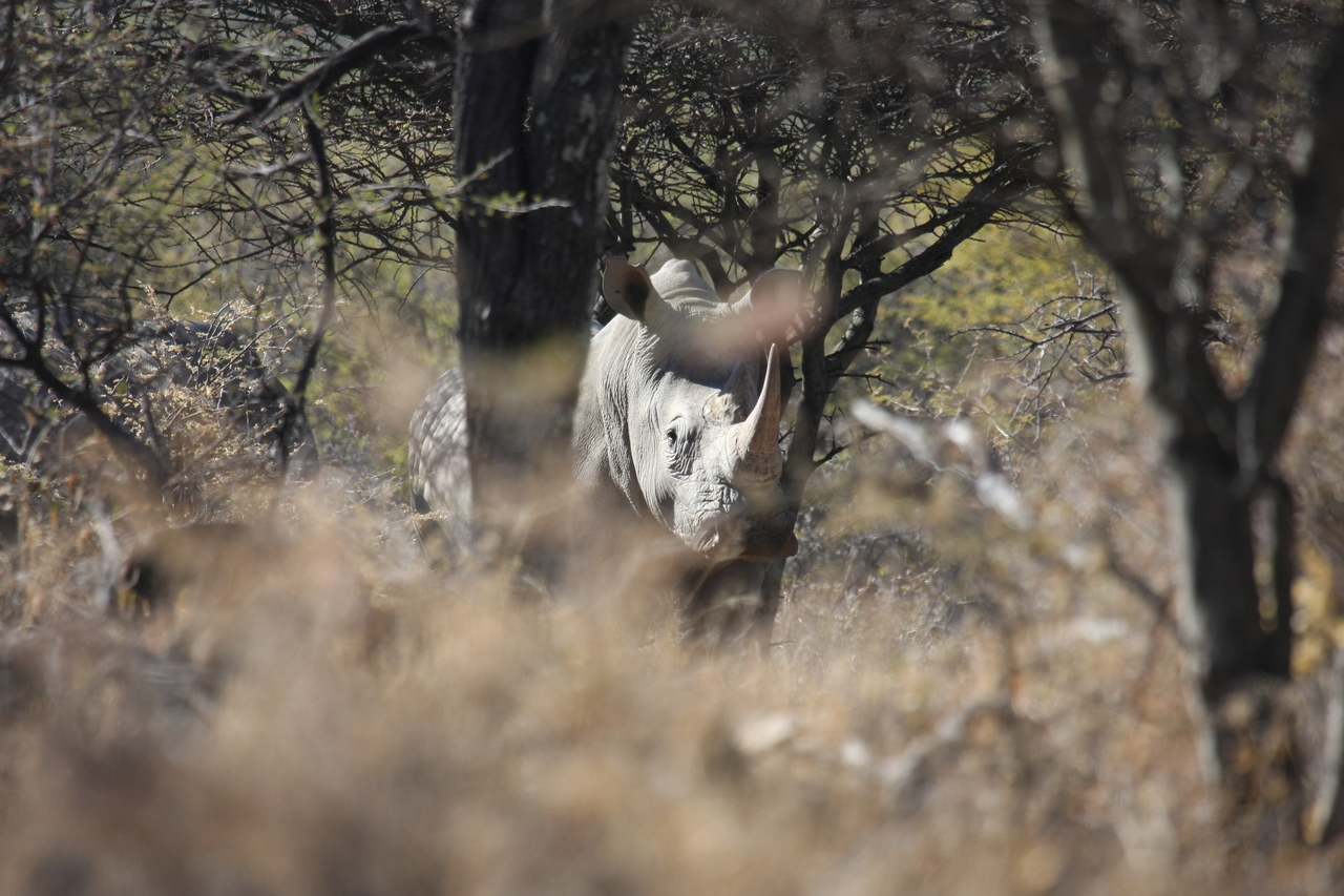 [4866] 2016_06_23_04_24_49_Africa_Canon_EOS_40D_IMG__00918.jpg
