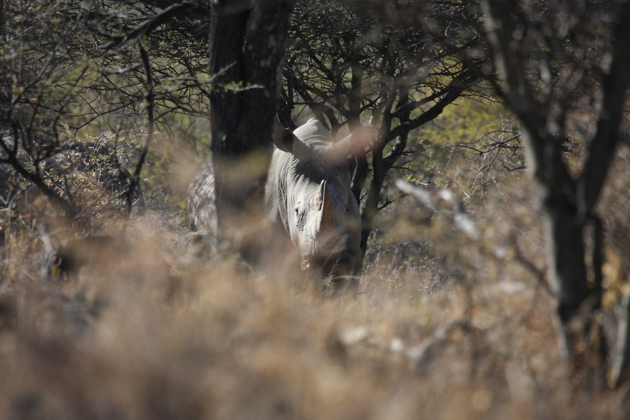 [4873] 2016_06_23_04_24_53_Africa_Canon_EOS_40D_IMG__08367.jpg
