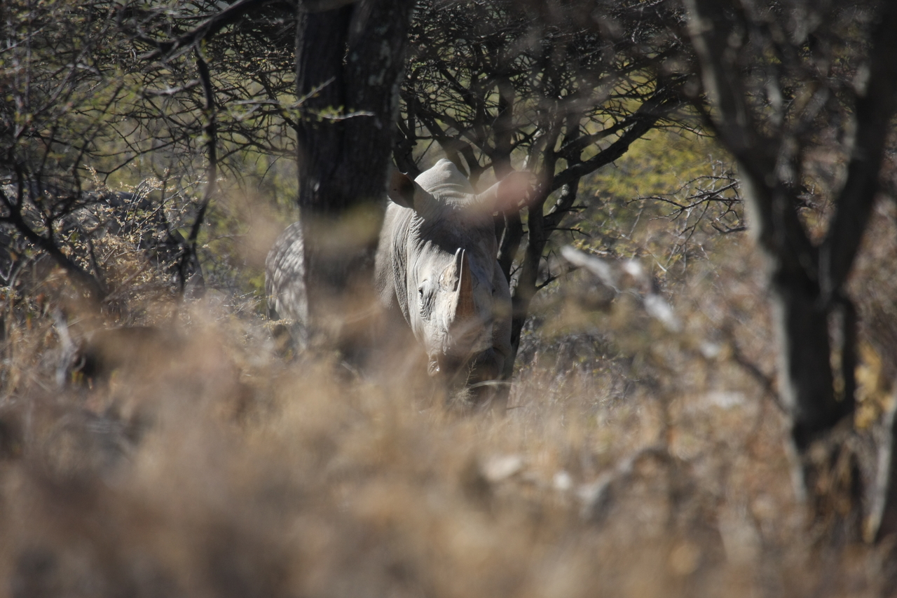 [4878] 2016_06_23_04_24_54_Africa_Canon_EOS_40D_IMG__08368.jpg