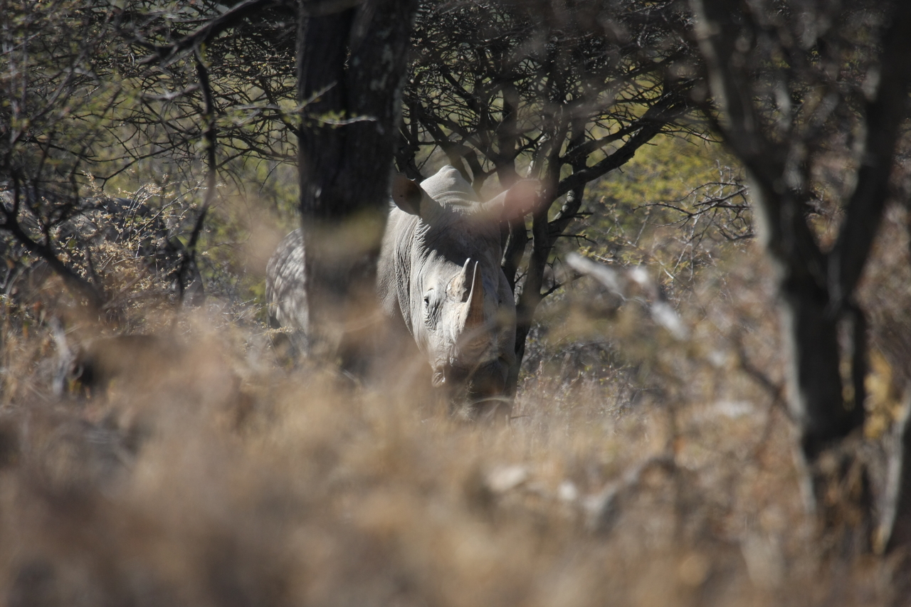 [4879] 2016_06_23_04_24_54_Africa_Canon_EOS_40D_IMG__08369.jpg