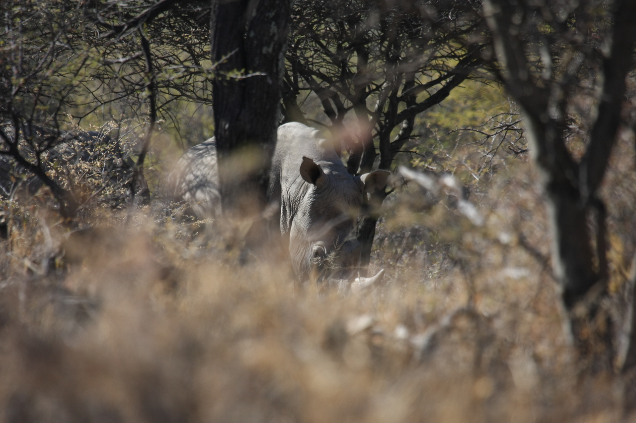 [4888] 2016_06_23_04_25_17_Africa_Canon_EOS_40D_IMG__00924.jpg