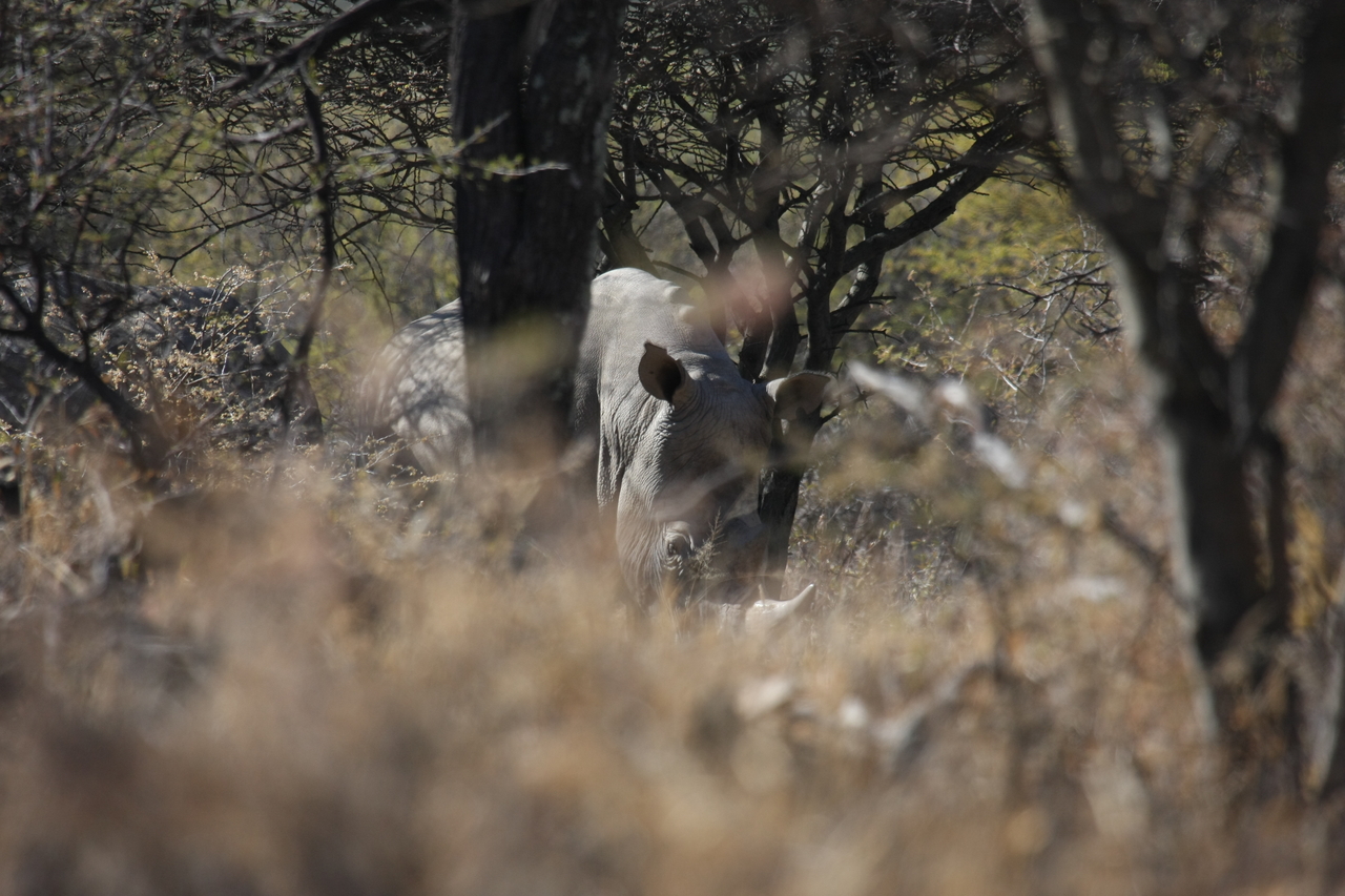 [4889] 2016_06_23_04_25_17_Africa_Canon_EOS_40D_IMG__00925.jpg