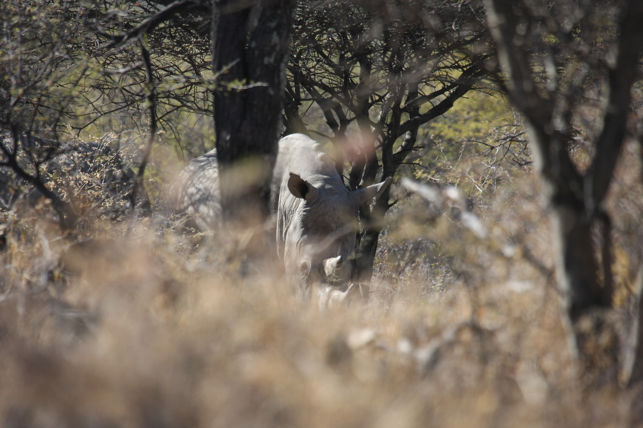 [4898] 2016_06_23_04_25_22_Africa_Canon_EOS_40D_IMG__00927.jpg