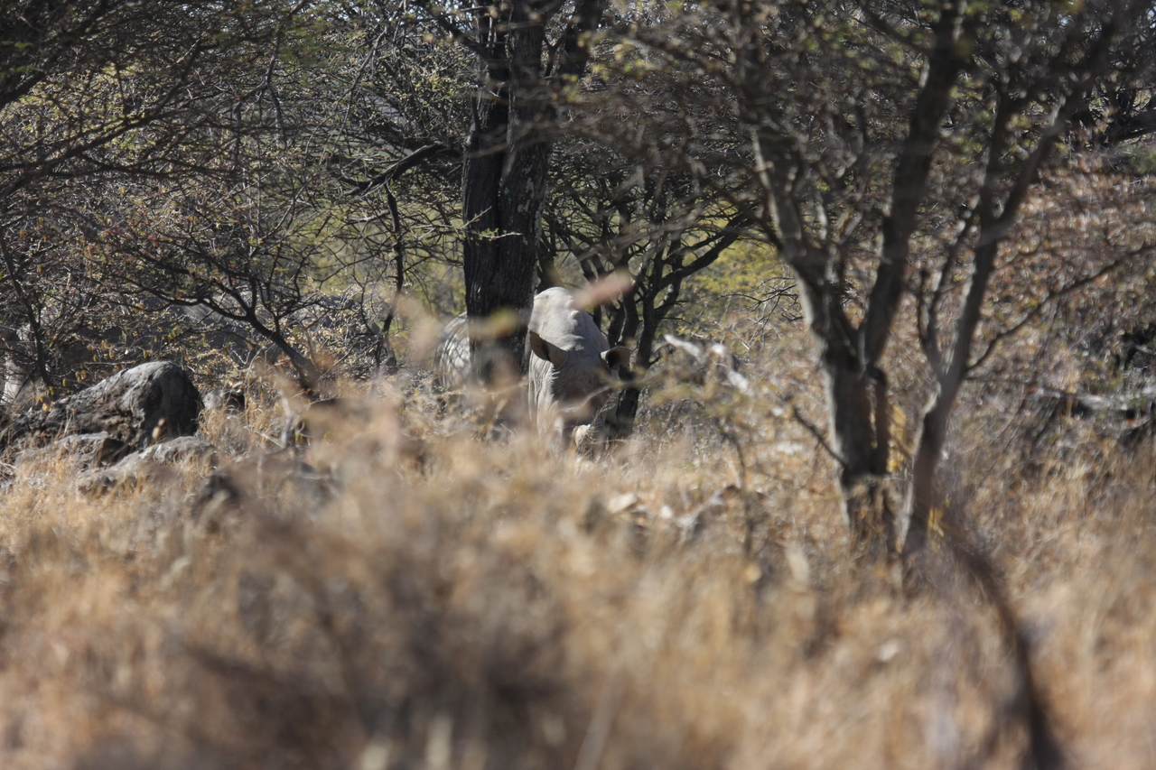 [4903] 2016_06_23_04_25_31_Africa_Canon_EOS_40D_IMG__00096.jpg