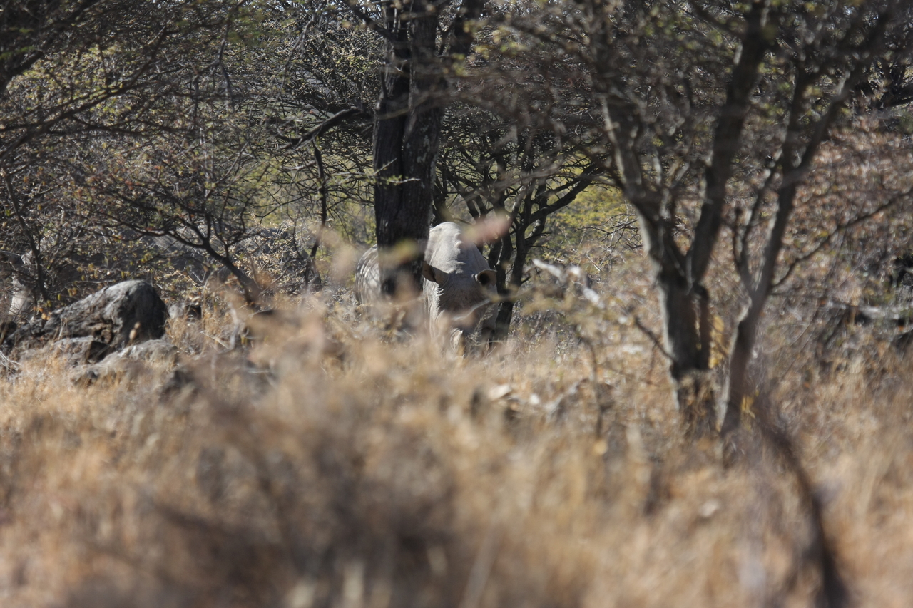 [4907] 2016_06_23_04_25_31_Africa_Canon_EOS_40D_IMG__00931.jpg