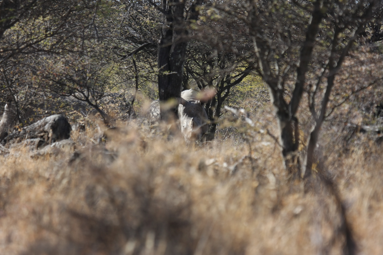 [4914] 2016_06_23_04_25_36_Africa_Canon_EOS_40D_IMG__00099.jpg