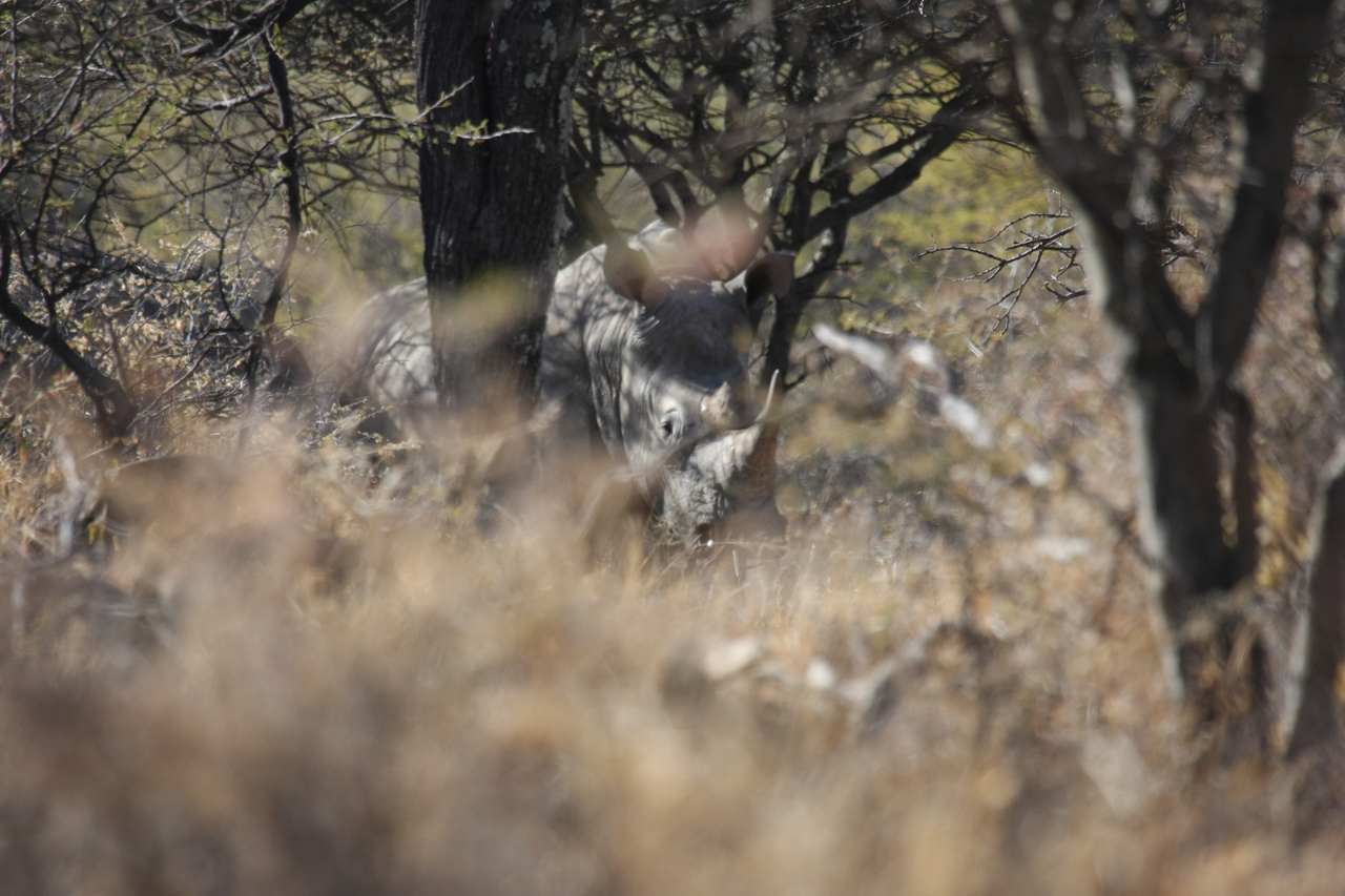 [4923] 2016_06_23_04_26_16_Africa_Canon_EOS_40D_IMG__08381.jpg