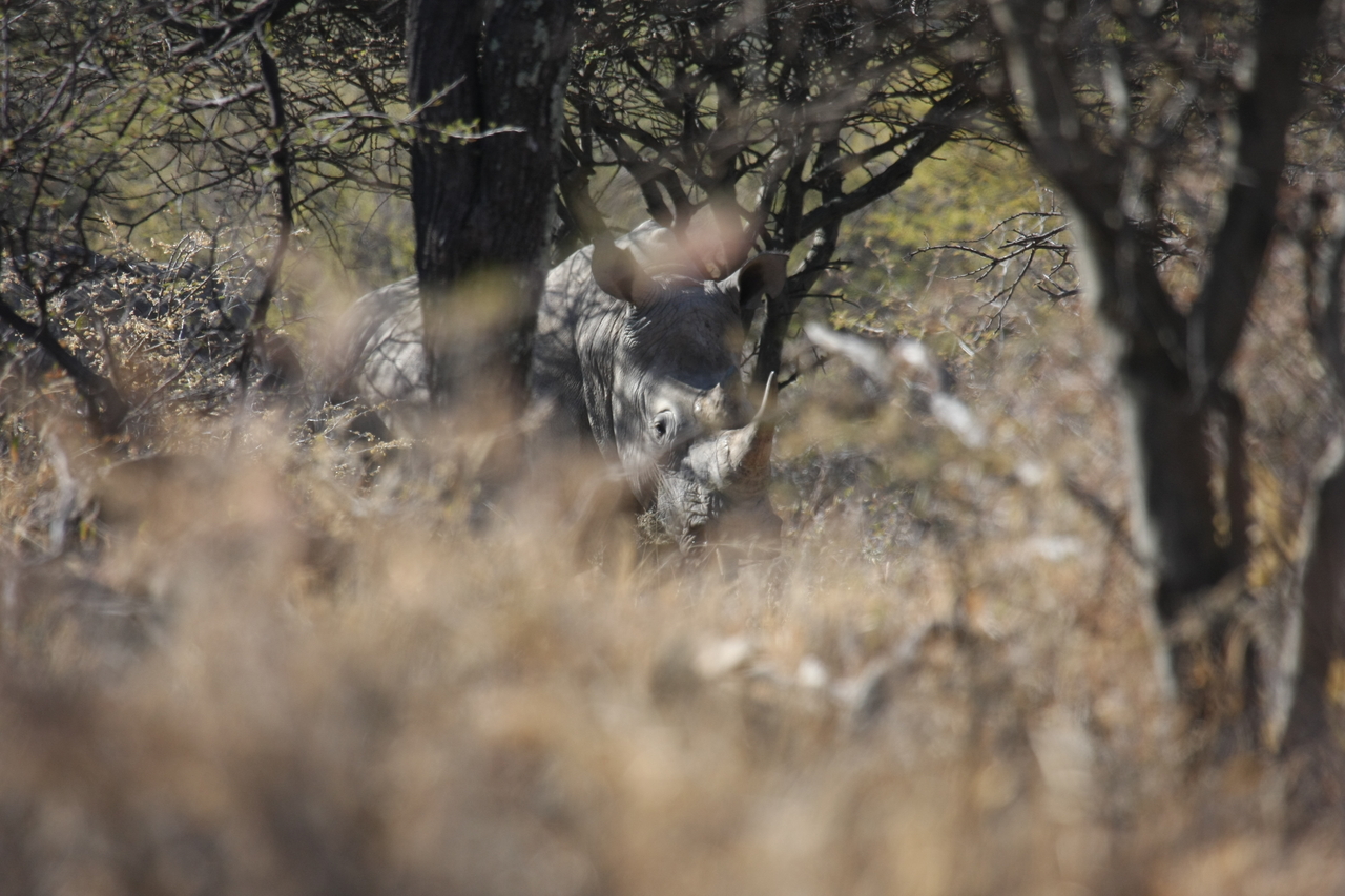 [4924] 2016_06_23_04_26_16_Africa_Canon_EOS_40D_IMG__08382.jpg