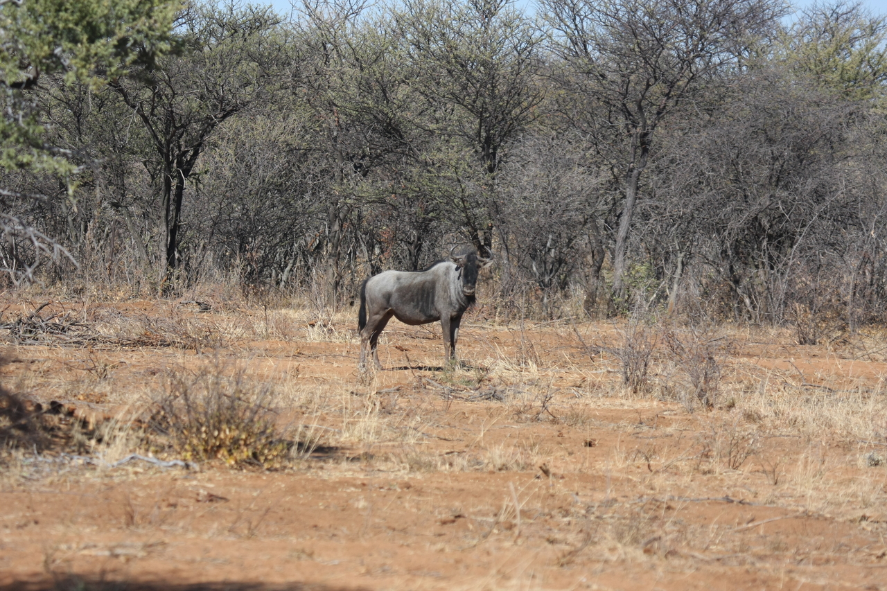 [4960] 2016_06_23_04_50_50_Africa_Canon_EOS_40D_IMG__00109.jpg
