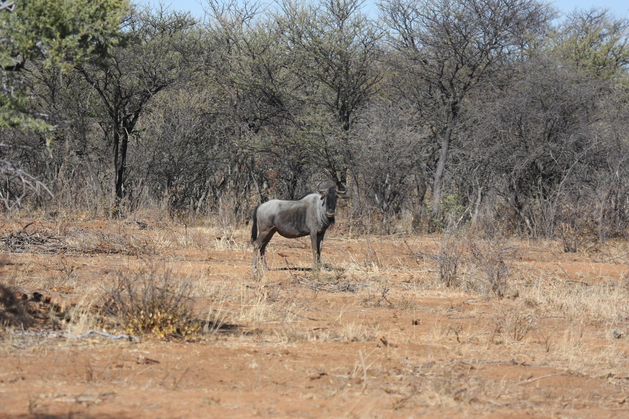 [4961] 2016_06_23_04_50_50_Africa_Canon_EOS_40D_IMG__00110.jpg