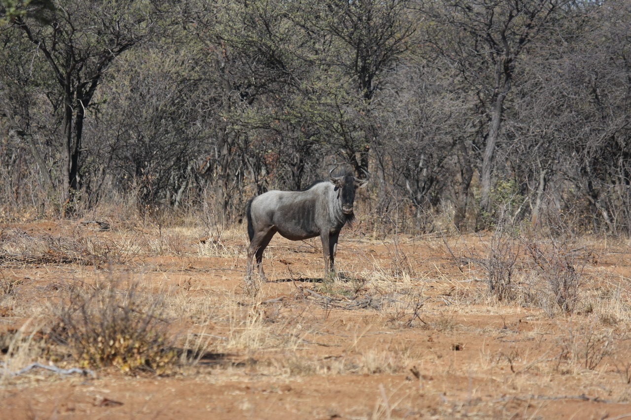[4967] 2016_06_23_04_50_58_Africa_Canon_EOS_40D_IMG__00945.jpg