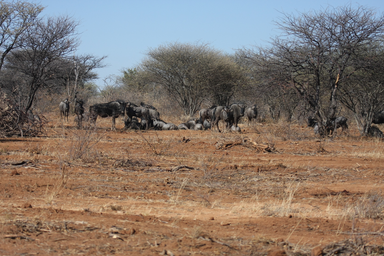 [4975] 2016_06_23_04_51_44_Africa_Canon_EOS_40D_IMG__00114.jpg