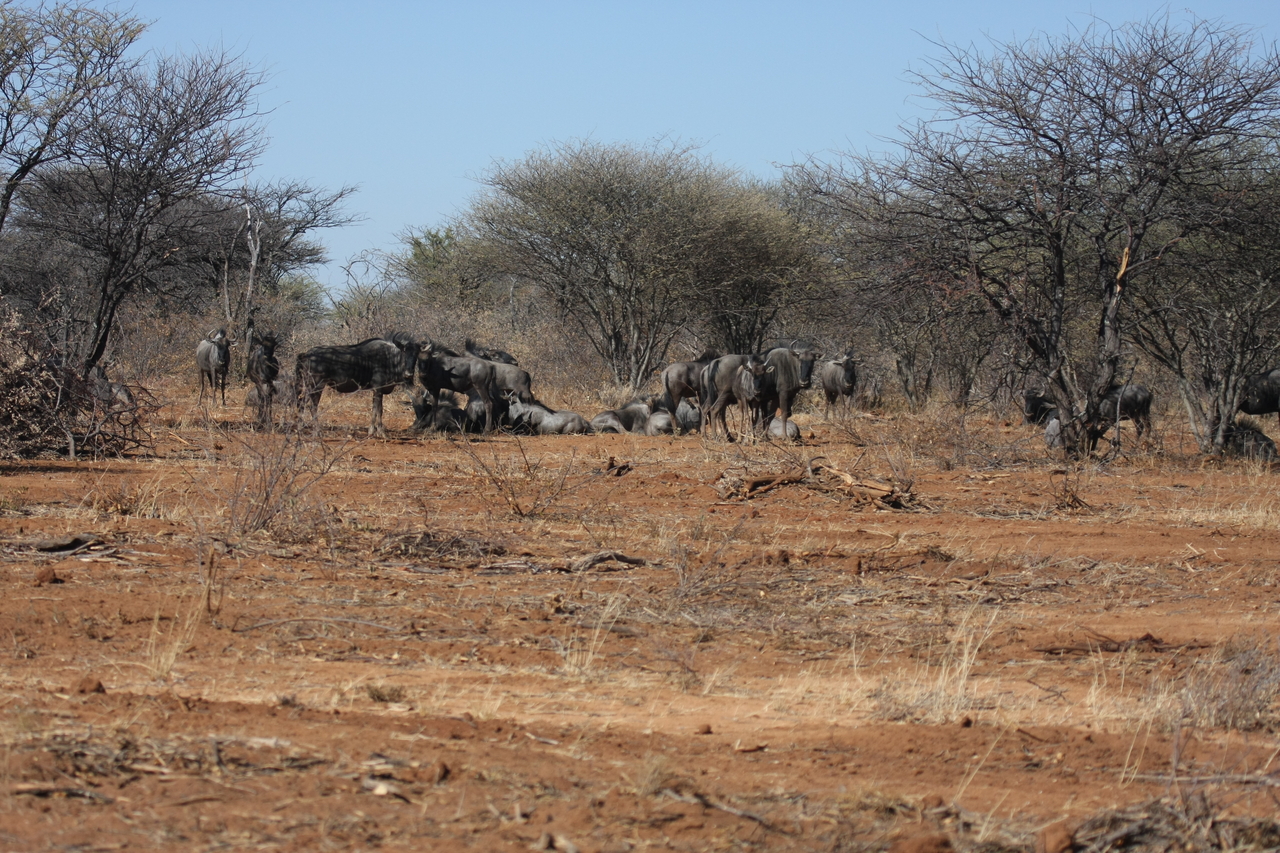 [4978] 2016_06_23_04_51_44_Africa_Canon_EOS_40D_IMG__00949.jpg