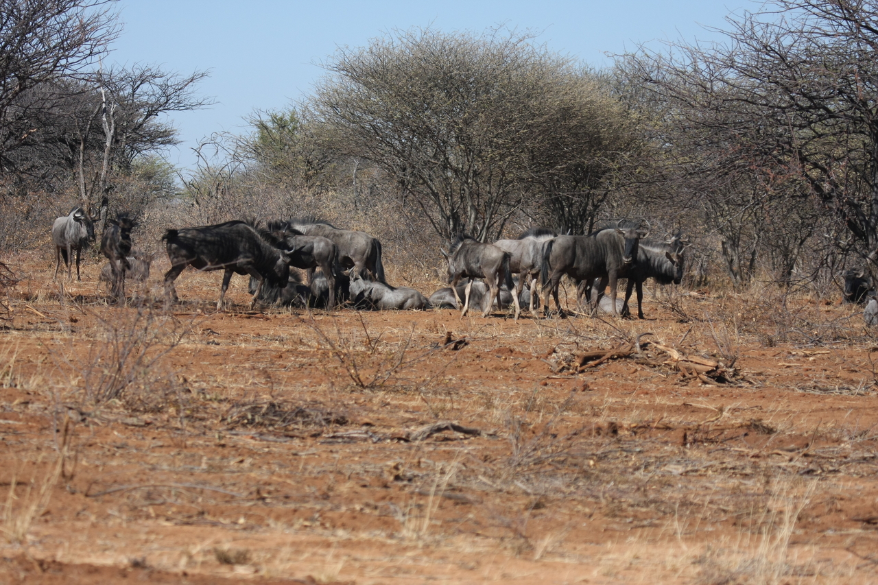 [4983] 2016_06_23_04_51_51_Africa_Canon_EOS_40D_IMG__00118.jpg