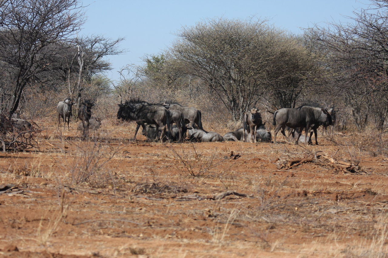 [4990] 2016_06_23_04_51_56_Africa_Canon_EOS_40D_IMG__00119.jpg