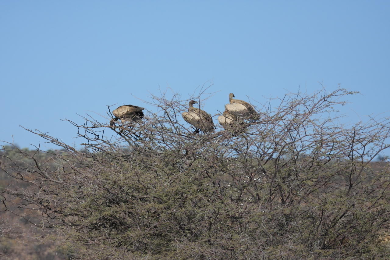 [5376] 2016_06_23_09_58_40_Africa_Canon_EOS_40D_IMG__00961.jpg