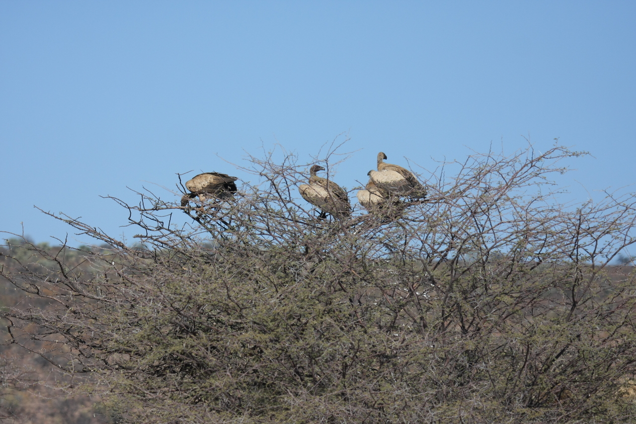 [5377] 2016_06_23_09_58_40_Africa_Canon_EOS_40D_IMG__00962.jpg