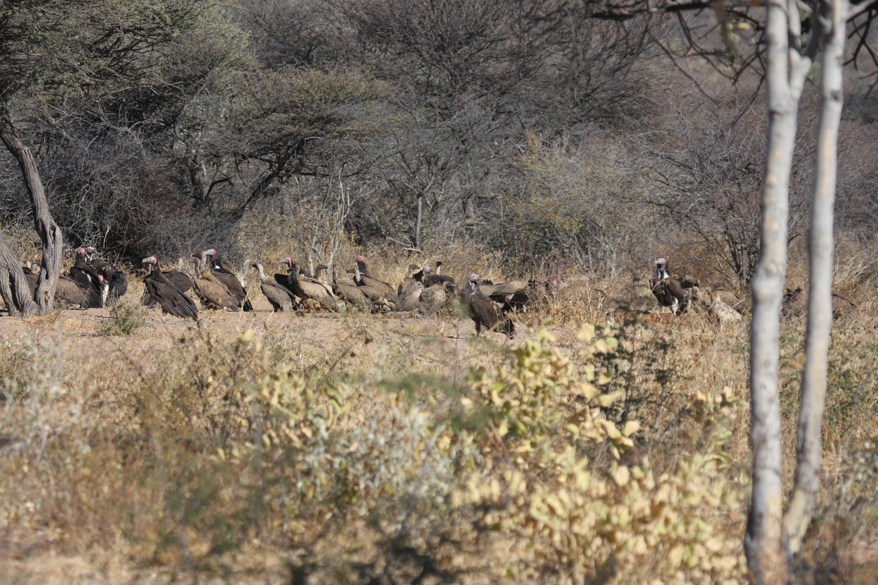 [5389] 2016_06_23_09_58_51_Africa_Canon_EOS_40D_IMG__00965.jpg