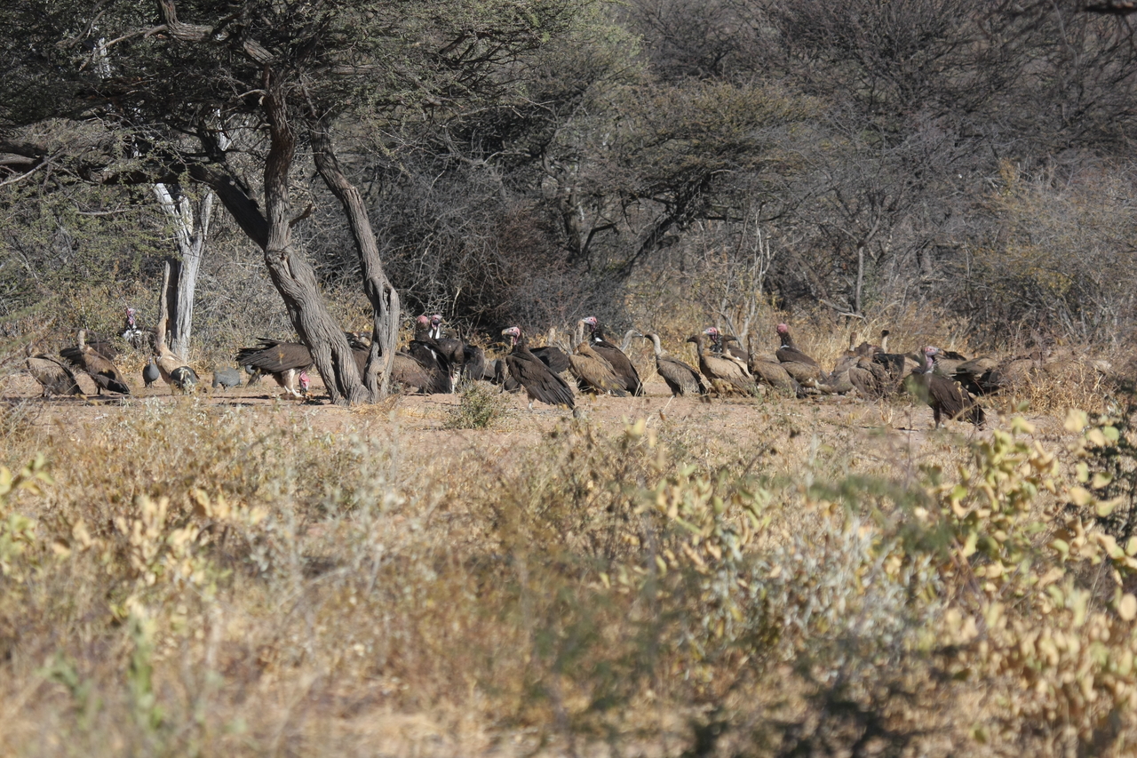 [5390] 2016_06_23_09_58_51_Africa_Canon_EOS_40D_IMG__08410.jpg