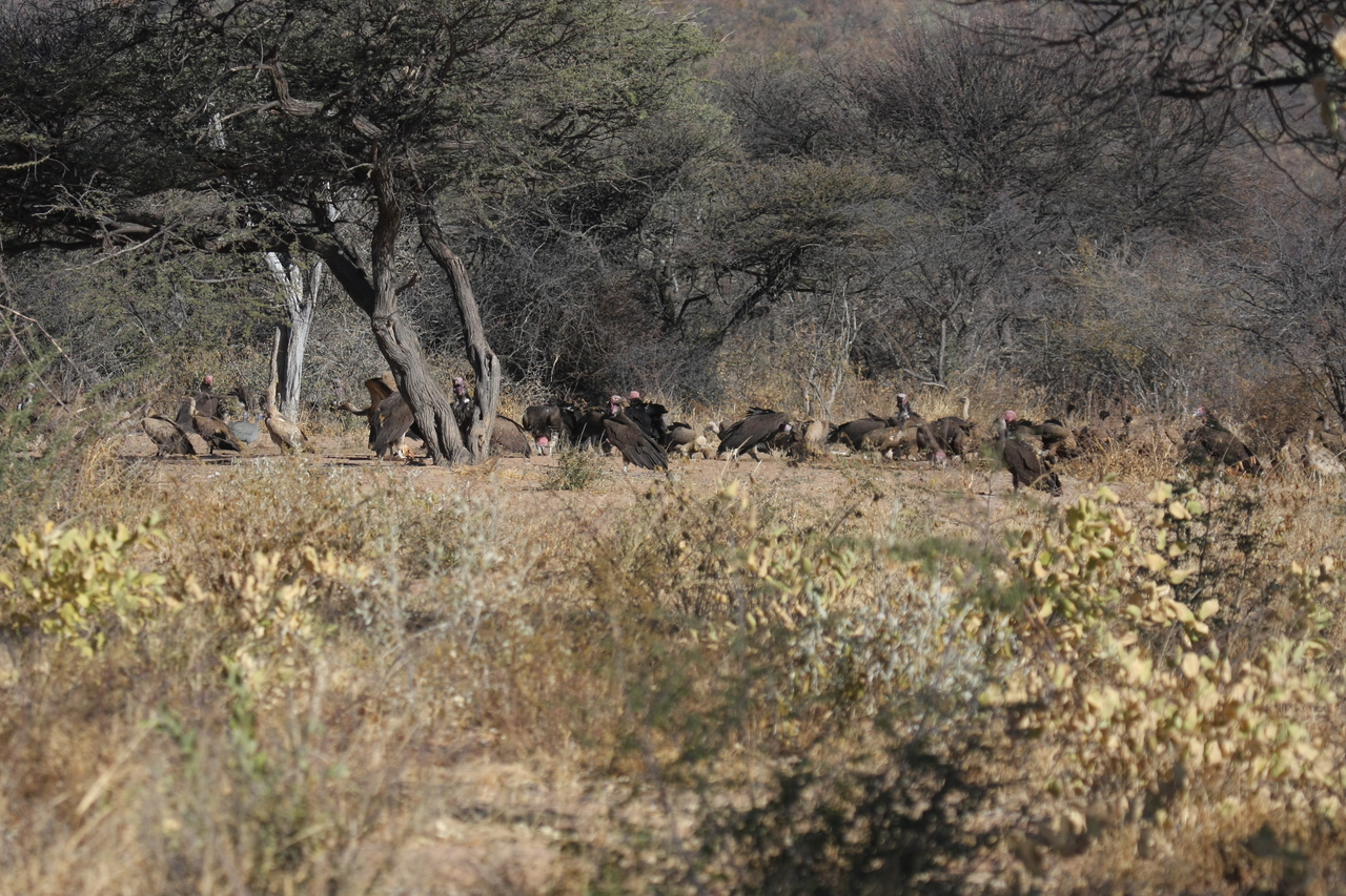 [5398] 2016_06_23_09_59_02_Africa_Canon_EOS_40D_IMG__08414.jpg