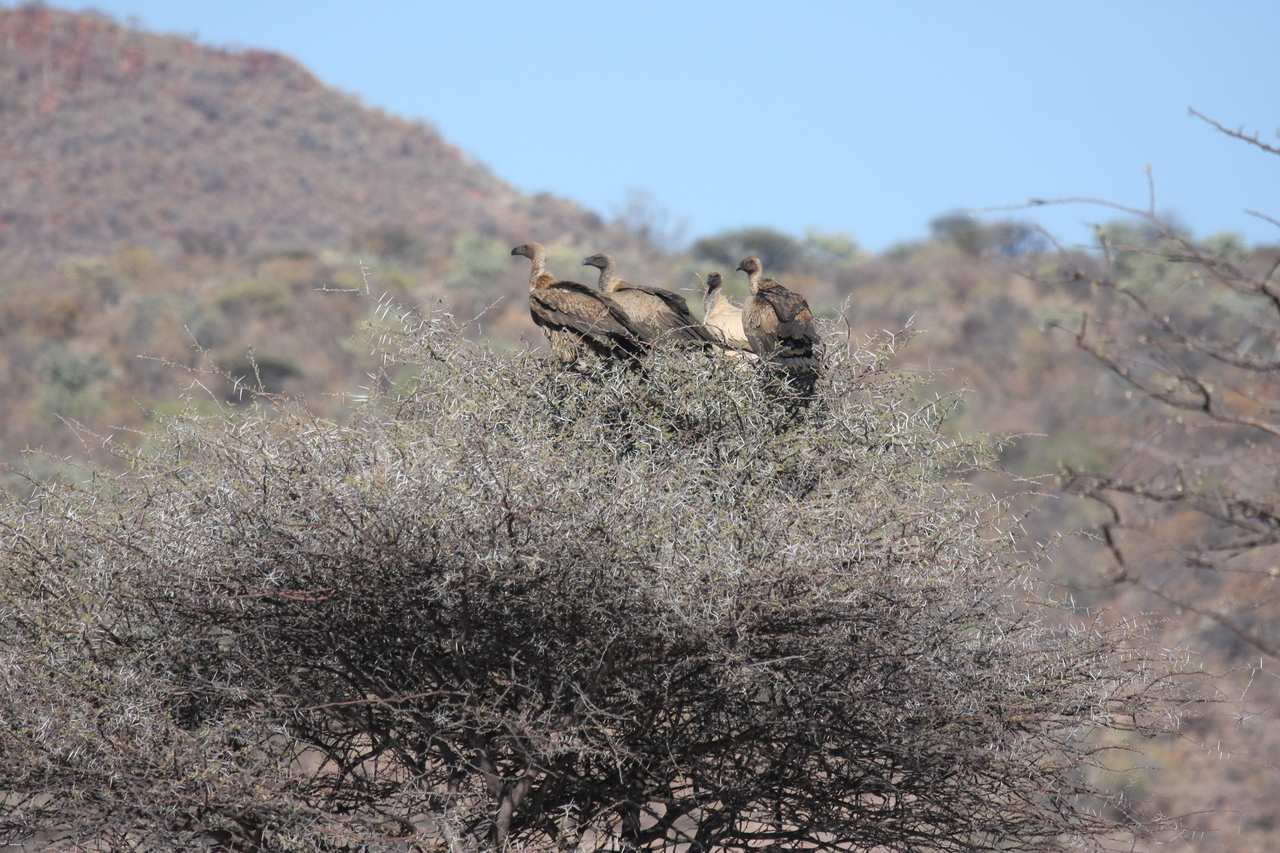 [5405] 2016_06_23_09_59_28_Africa_Canon_EOS_40D_IMG__00136.jpg