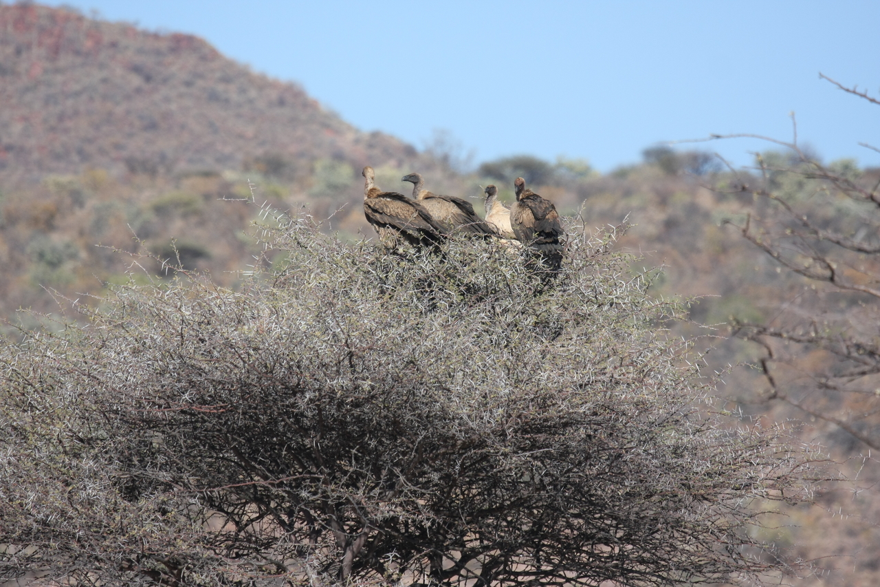 [5408] 2016_06_23_09_59_28_Africa_Canon_EOS_40D_IMG__00971.jpg