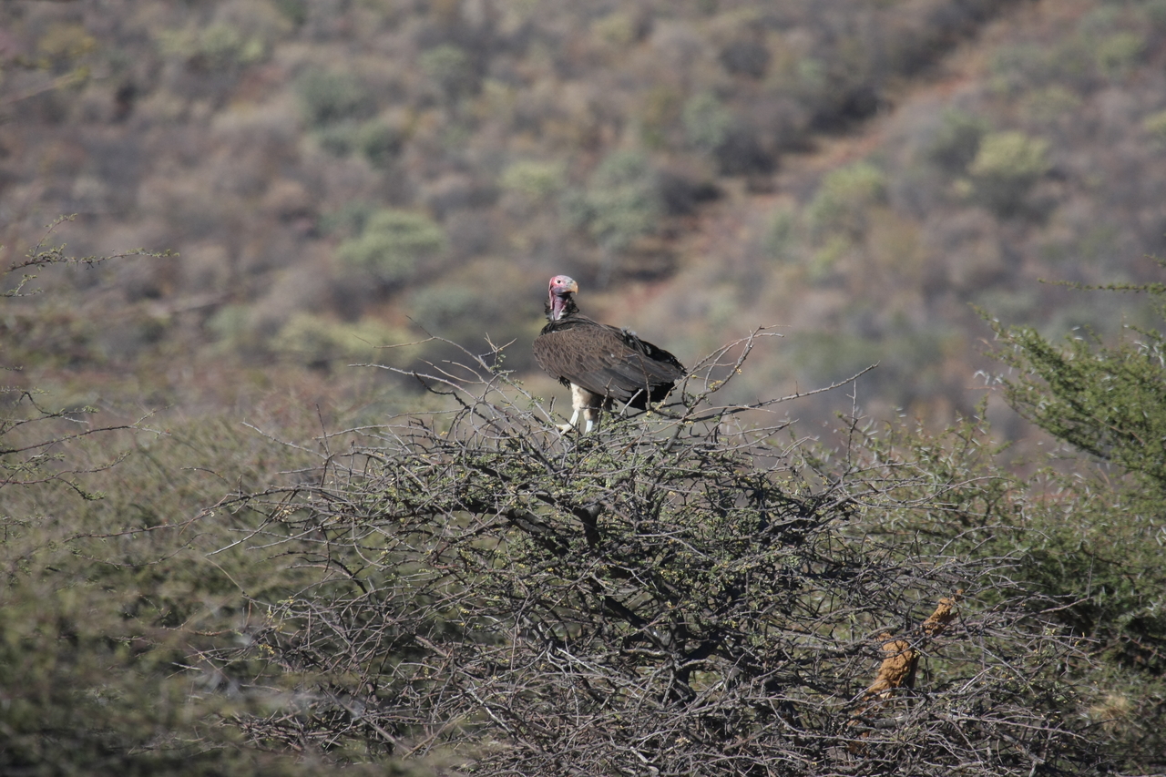 [5413] 2016_06_23_09_59_47_Africa_Canon_EOS_40D_IMG__00972.jpg