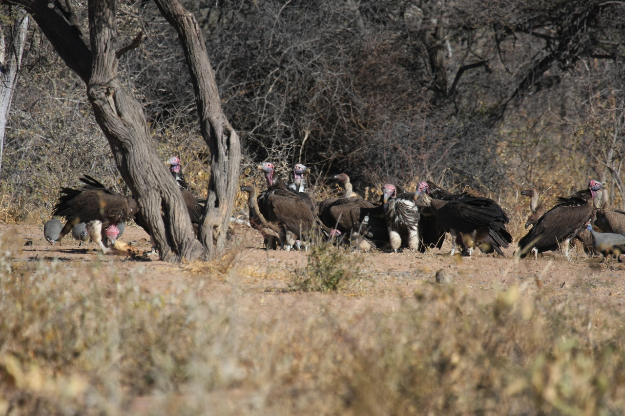 [5418] 2016_06_23_09_59_59_Africa_Canon_EOS_40D_IMG__00974.jpg