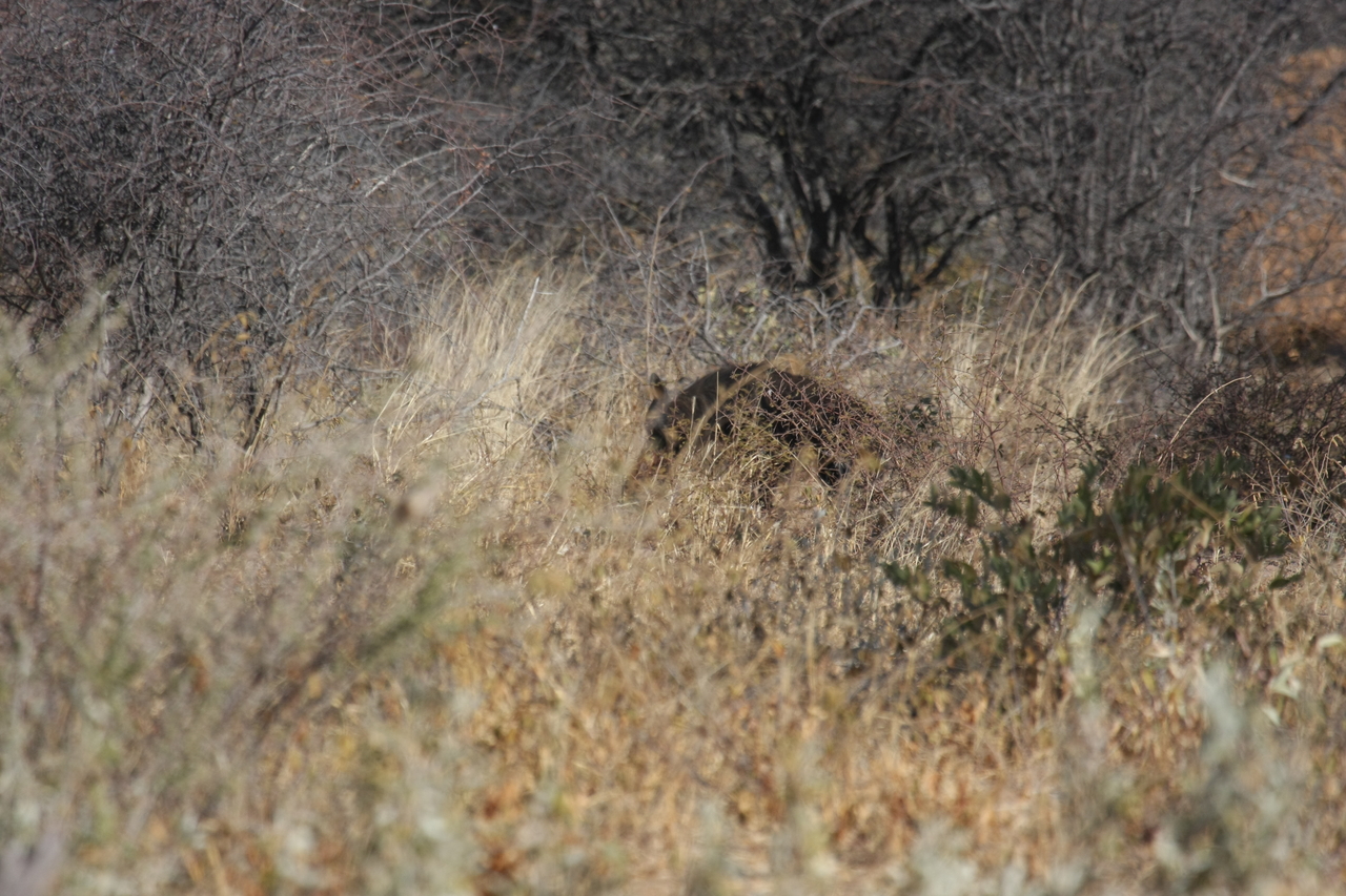 [5424] 2016_06_23_10_00_26_Africa_Canon_EOS_40D_IMG__00976.jpg